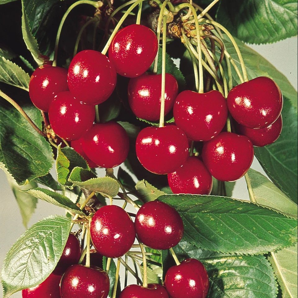 Cherry 'Stella'   (2 Y/0 Loose-Rooted Trees)