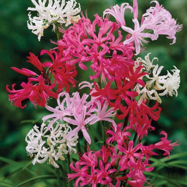 Nerines Bowdenii Mix  (12cm+ Bulbs)