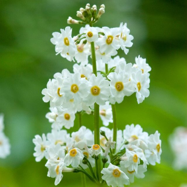 Primula Candelabra White