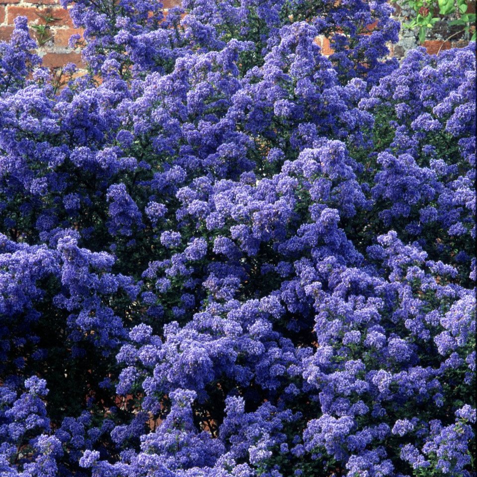 Ceanothus Puget Blue  (9cm Pots)