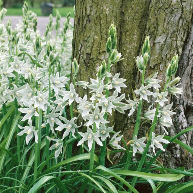 Ornithogalum Nutans  (6cm+ Bulbs)