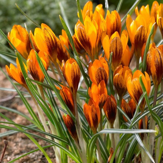 Crocus Orange Monarch