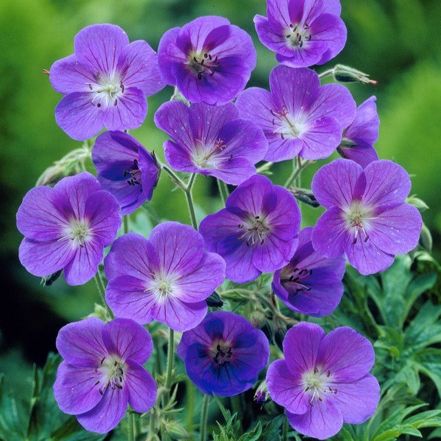 Geranium Johnsons Blue  (Loose-Rooted Plants)