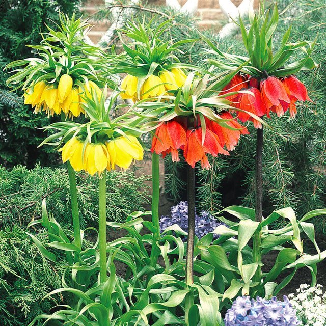 Fritillaria Imperialis Mixed  (18-20cm Bulbs)