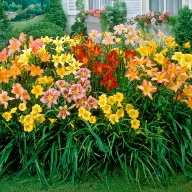 Hemerocallis Mixed  (Loose-Rooted Plants)
