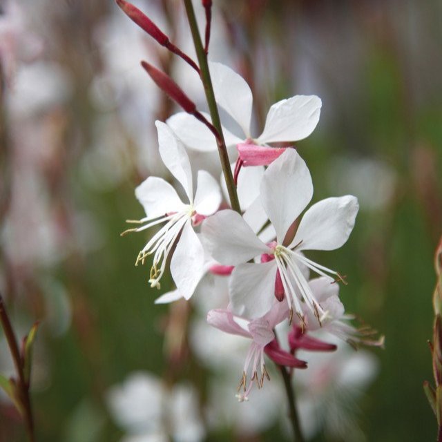 Gaura Whirling Butterflies   (9cm Pots)