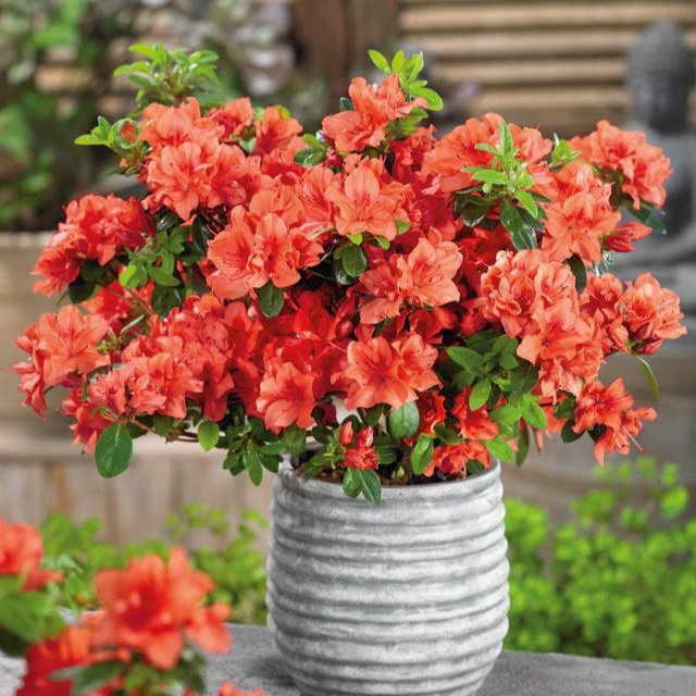 Azalea Geisha Orange