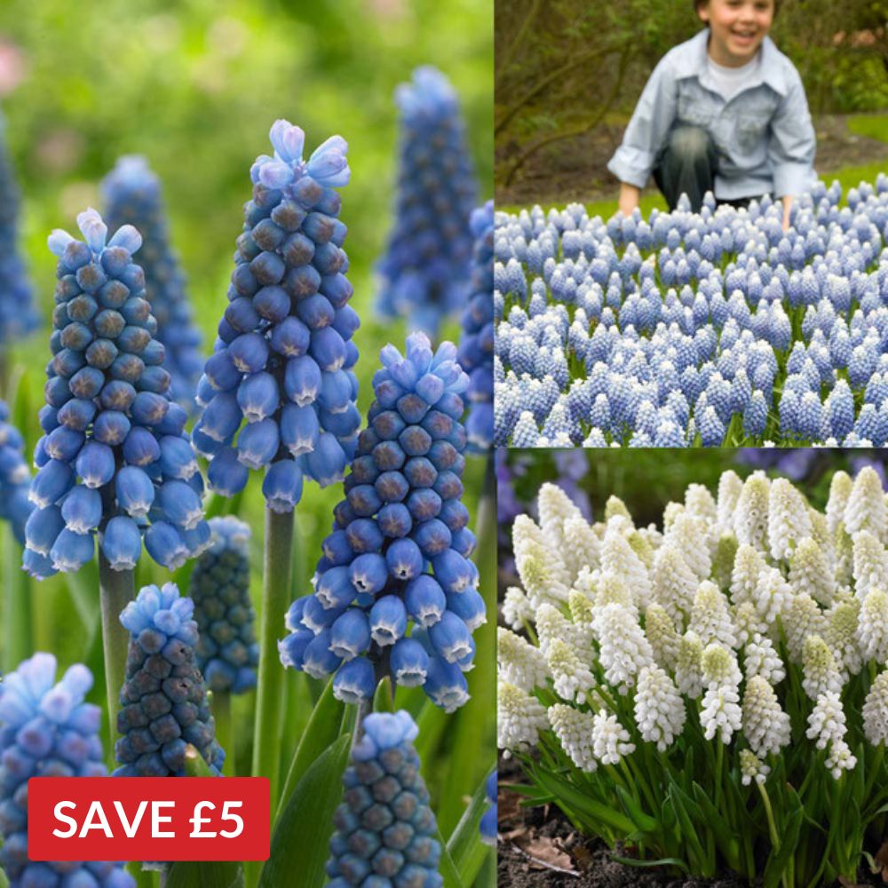 Muscari Magic Collection