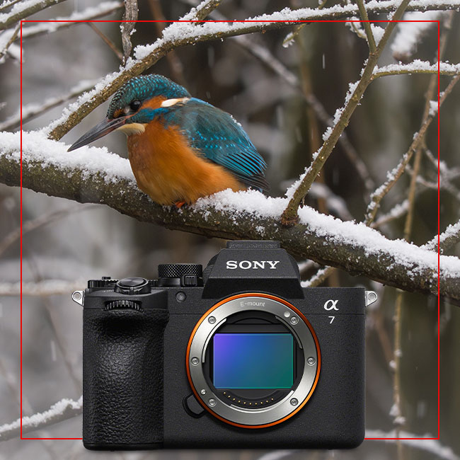 Wildlife mit Sony A7 V