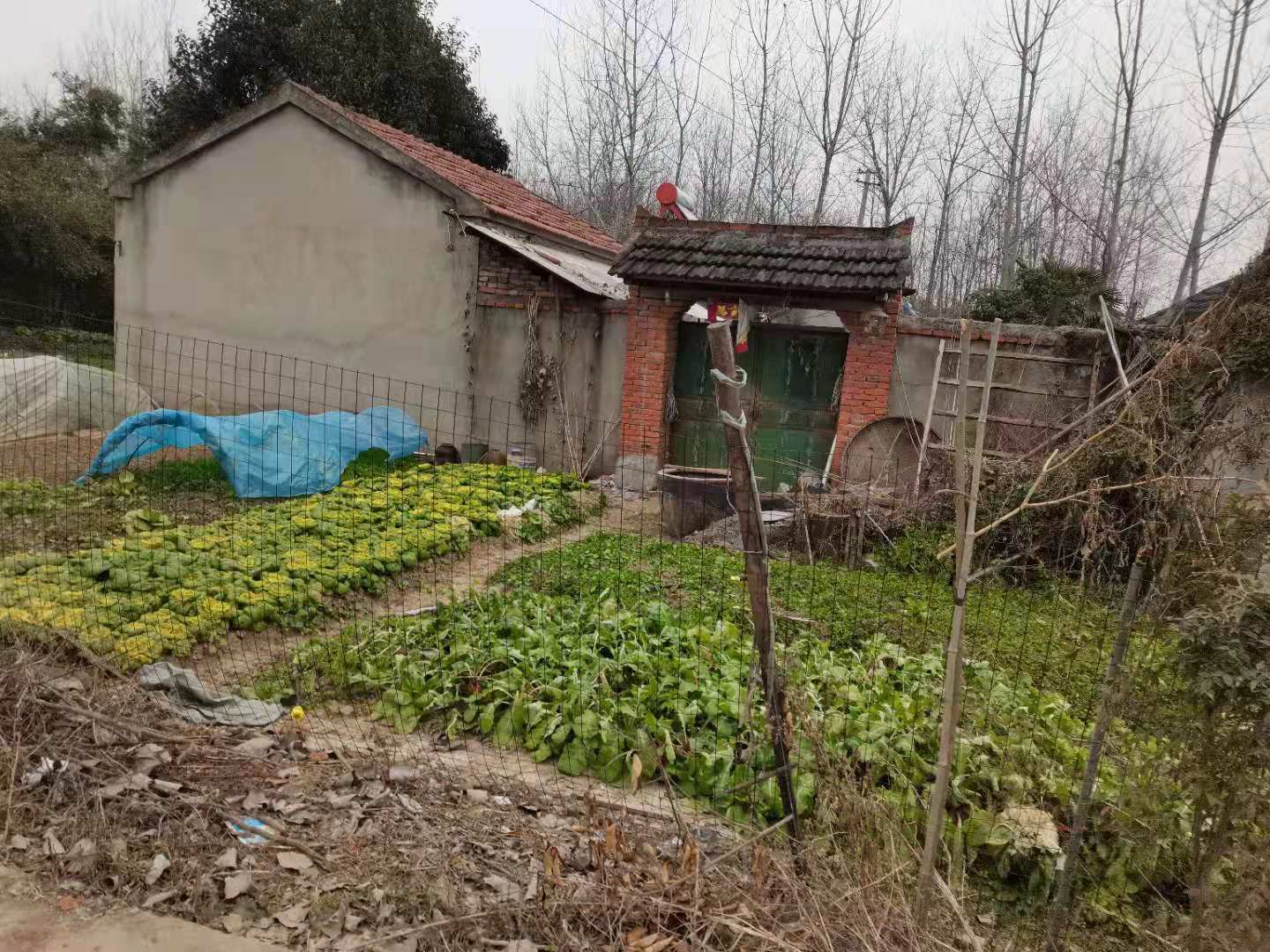 A household vegetable garden in one of the study areas. Photo provided by author.