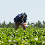 Photo: Farmworkers pick strawberries in Fort Valley, GA. Photo shared by USDA Flickr account.