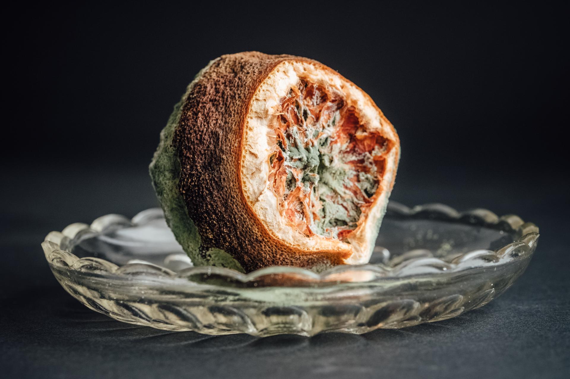 Photo of a moldy piece of food on a glass tray, from Flickr by Ivan Radic. 