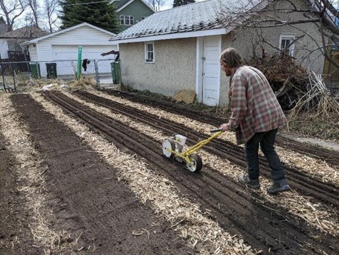 SPIN farming in an urban household’s backyard. Photo by Chelsea Rozanski.