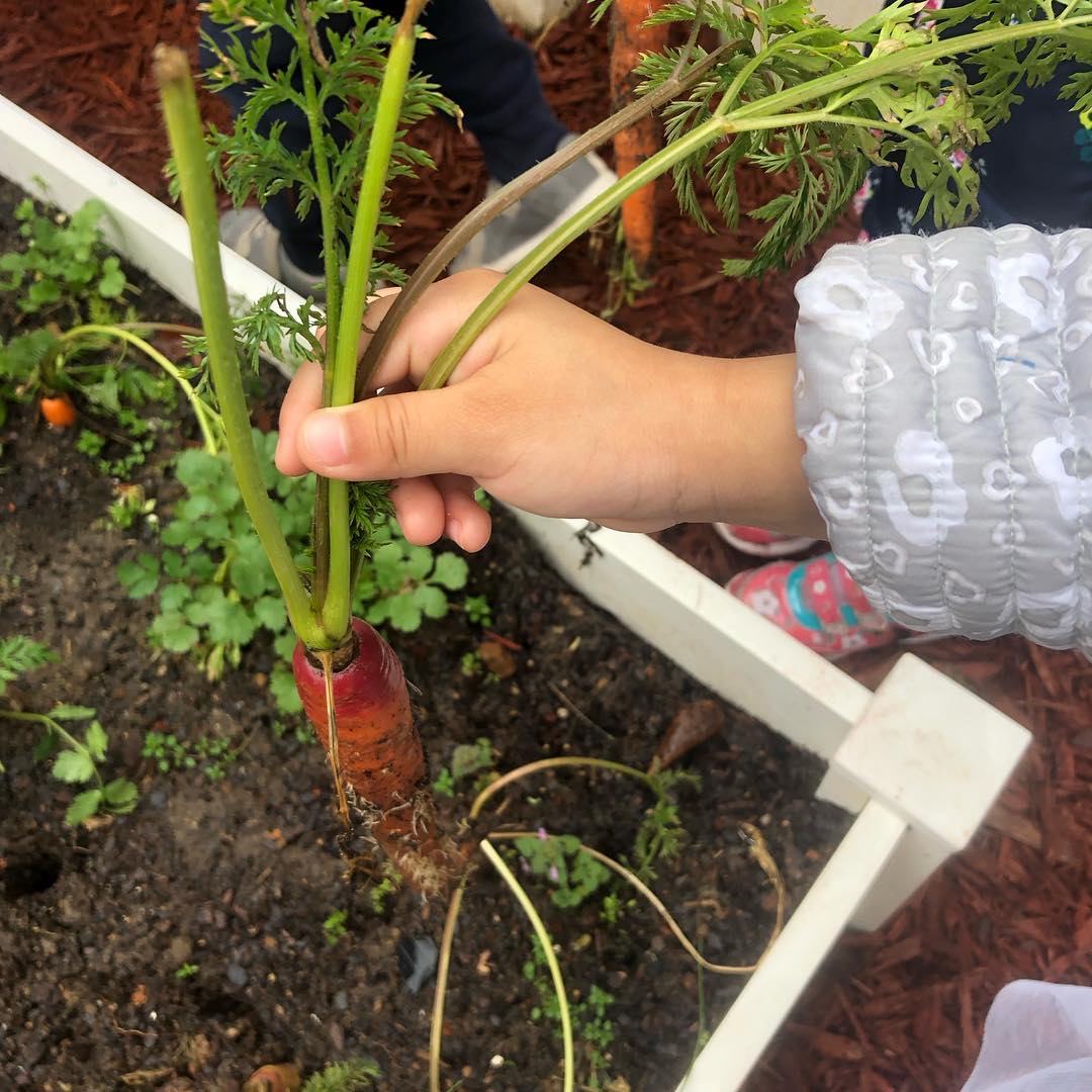 Carrot plucked from the garden with small hand. Photo by Meagan K. Shedd.