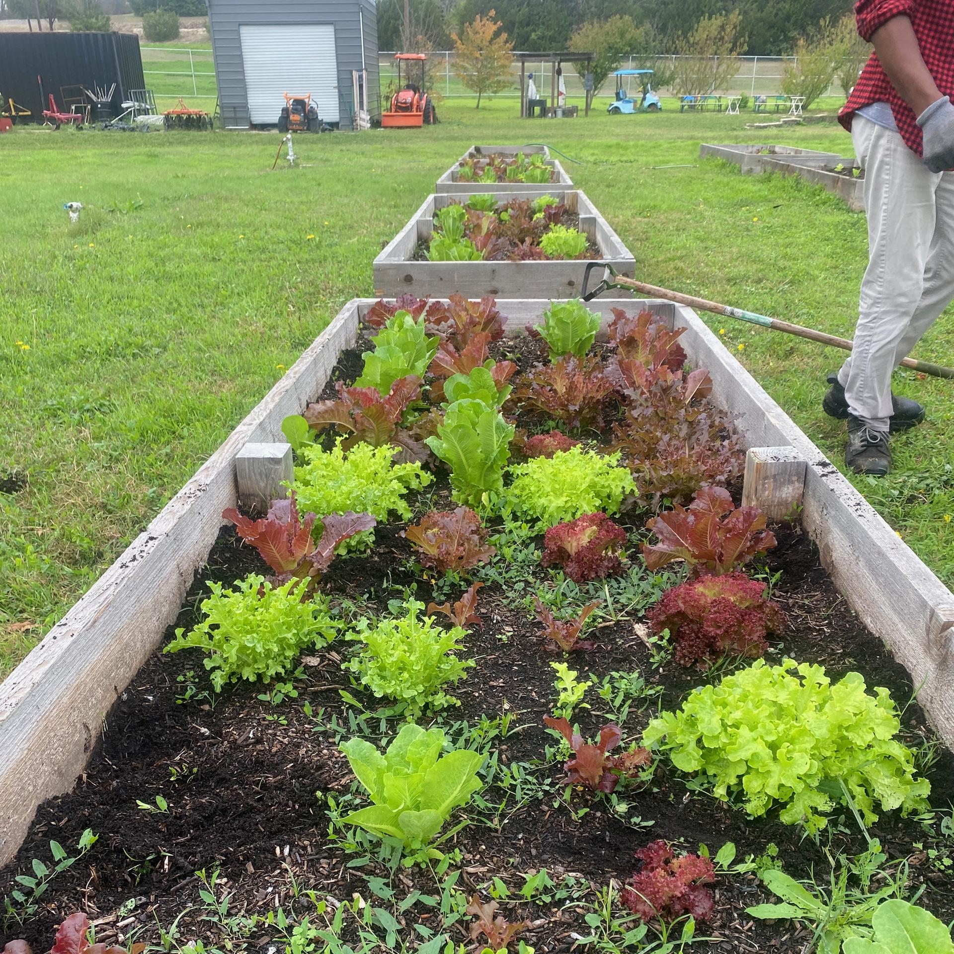 A raised bed with fresh lettuce being grown; photo courtesy of the authors