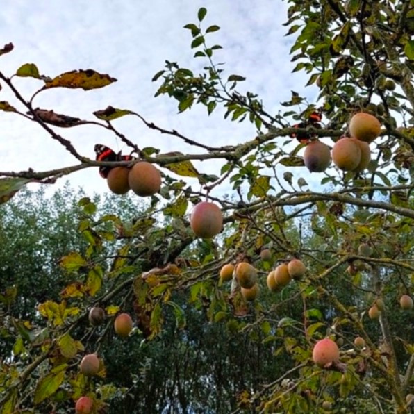 Photo of butterflies resting on an apple tree in a food forest in the Netherlands. Photo by author Anna Roodhof.