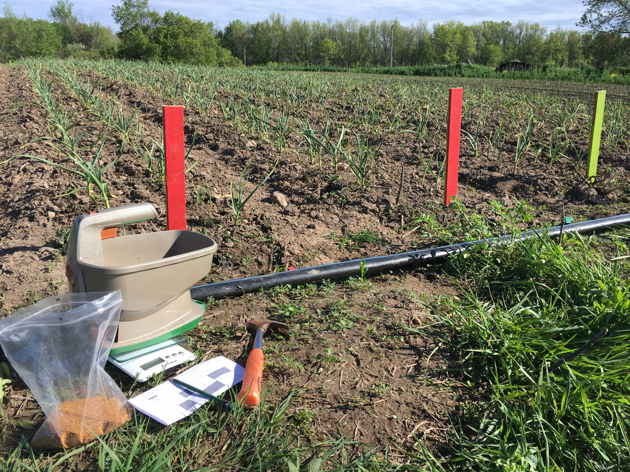 Heather Coffey's plots are set up as part of a trial looking at the efficacy of spring-planted white clover as mulch for organic garlic. Photo provided by the authors.