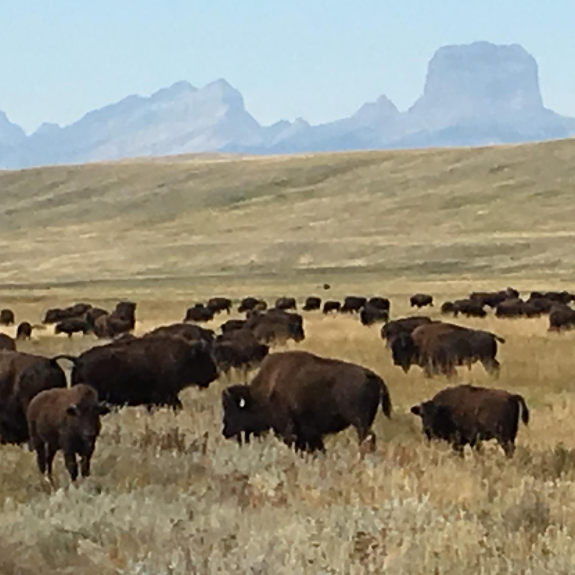 Photo of bison in the Northern Great Plains by corresponding author Bruce D. Maxwell