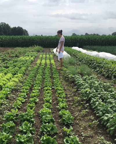 Romina Bortoluzzi takes observations of different lettuce varieties as part of a multi-farm lettuce variety trial. Photo provided by the authors.