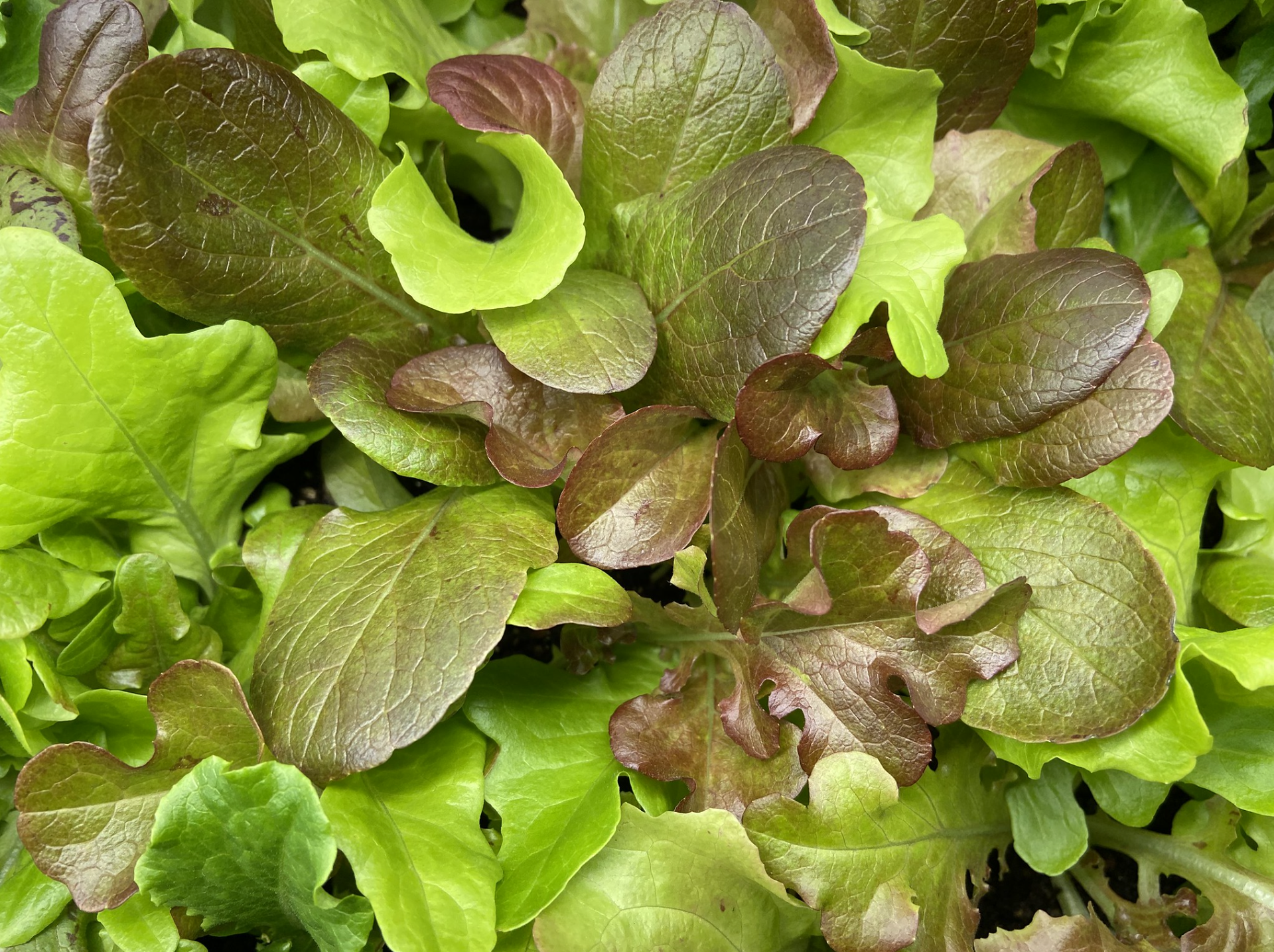 A bag of emergency food. Photo by the USDA.
