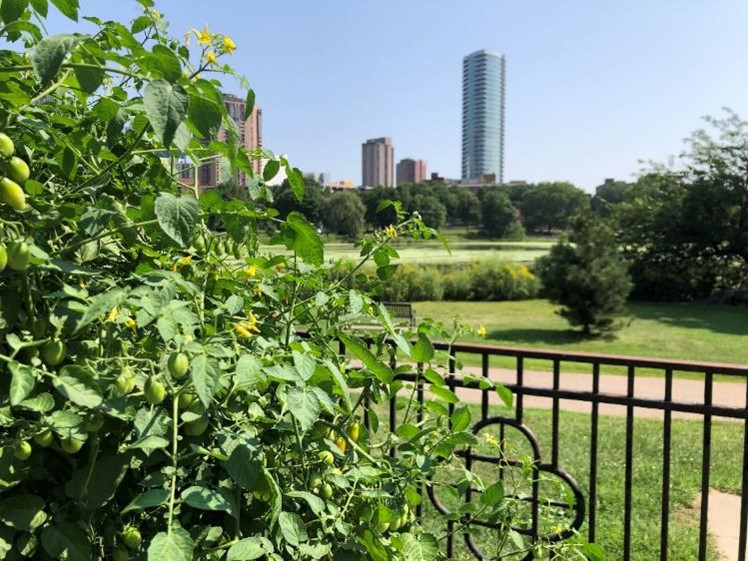 Tomatoes in the community garden in Loring Park in Minneapolis, Minn.; photo provided.