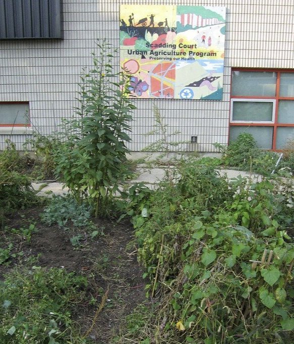 Scadding Court Urban Agriculture Project by Alain Rouiller