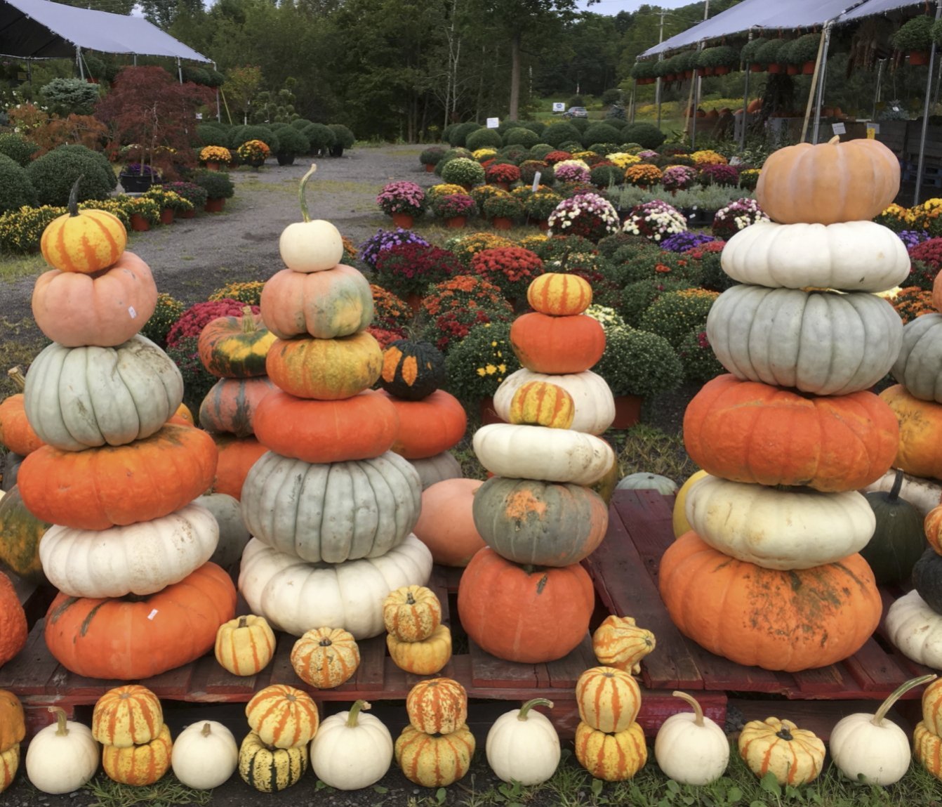 Photo of winter squash in columns. Photo by Amy Christian.