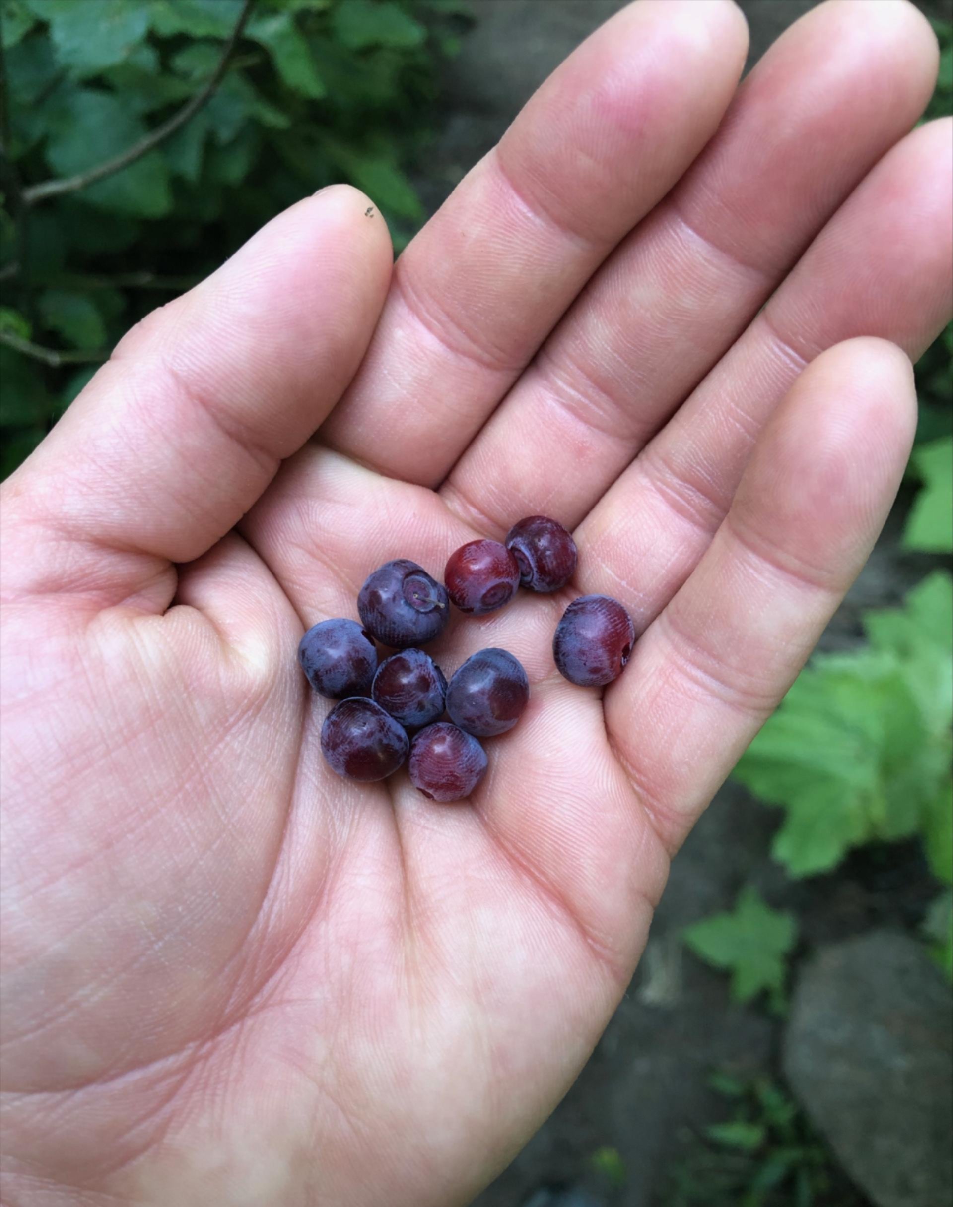Image above: Wild-harvested huckleberries in the Pacific Northwest, USA. Photo by Elizabeth Dean.