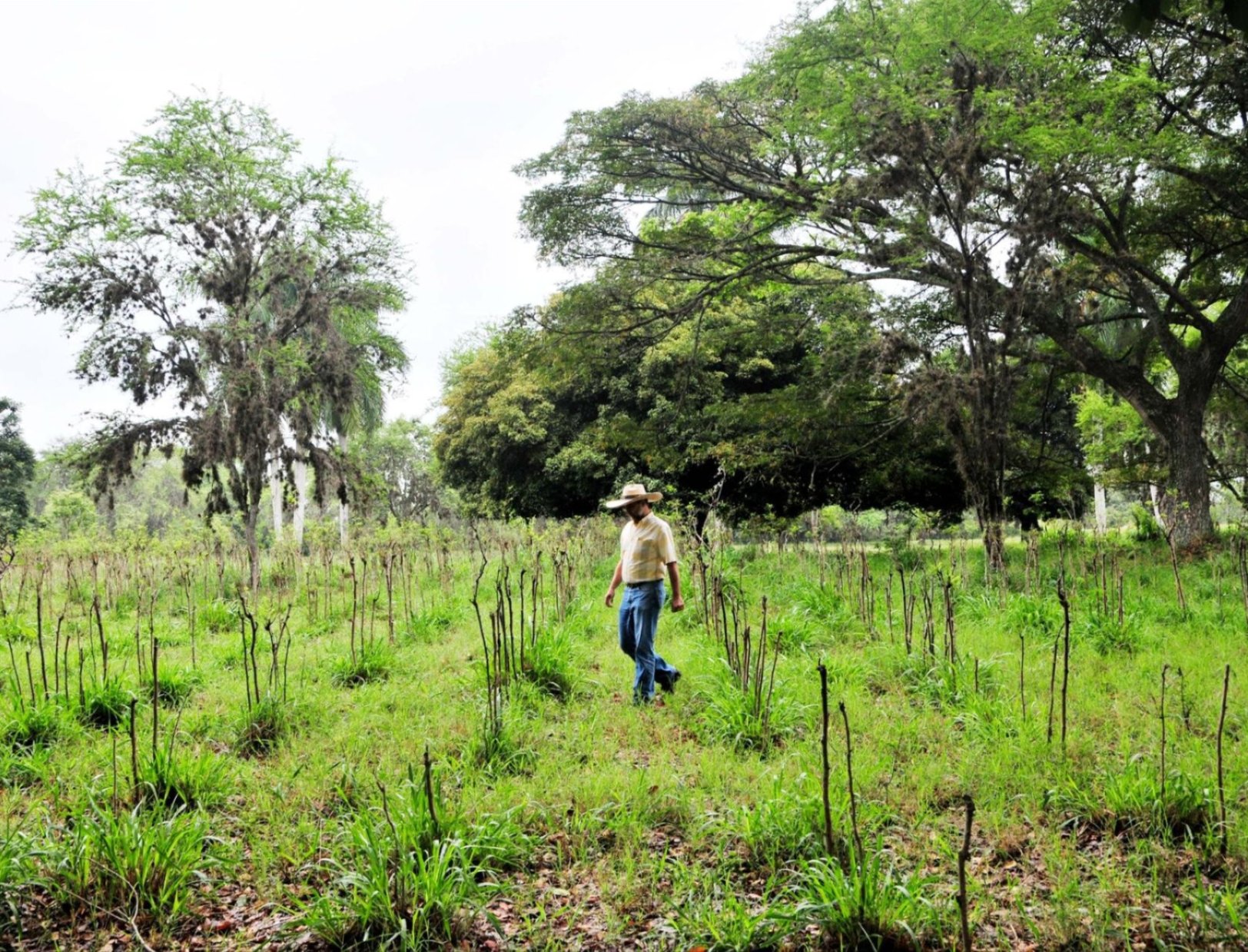 Photo Silvopastoral 3: A perfect example of eco-efficient agriculture, provided by a CIPAV silvo-pastoral system at Reserva Natural El Hatico, familia Molina Durán, near Palmira, Colombia. Pictured is Carlos Hernando Molina.  Credit via Flickr: ©2010CIAT/NeilPalmer
