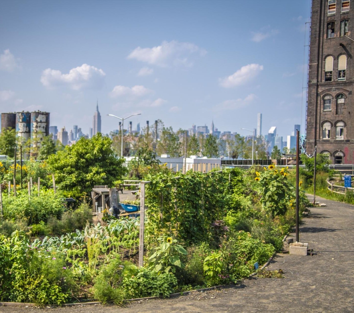 From the USDA Flickr: North Brooklyn Farm (NBF) across the river from the Empire State Building and uptown Manhattan is a site for agritourism where crops are grown.