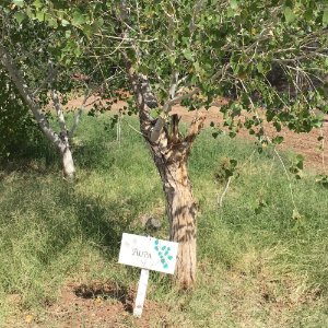 Photo caption: ''The aupa (Fremont cottonwood) benefits Indigenous communities in a variety of ways (for shelter, medicine, and more). This one is at the community garden at the Salt River Pima-Maricopa Indian Community in Arizona. Photo taken in 2017 by Amy Christian.
