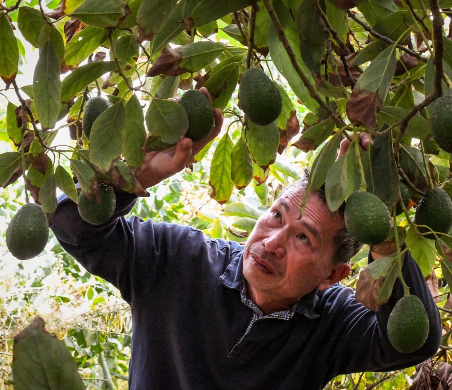 Photo from the USDA Flickr account: New farmer Leonardo Aguila checks his orchard of avocado trees on his 6.3-acre farm in Fallbrook, California, on Nov. 11, 2018.