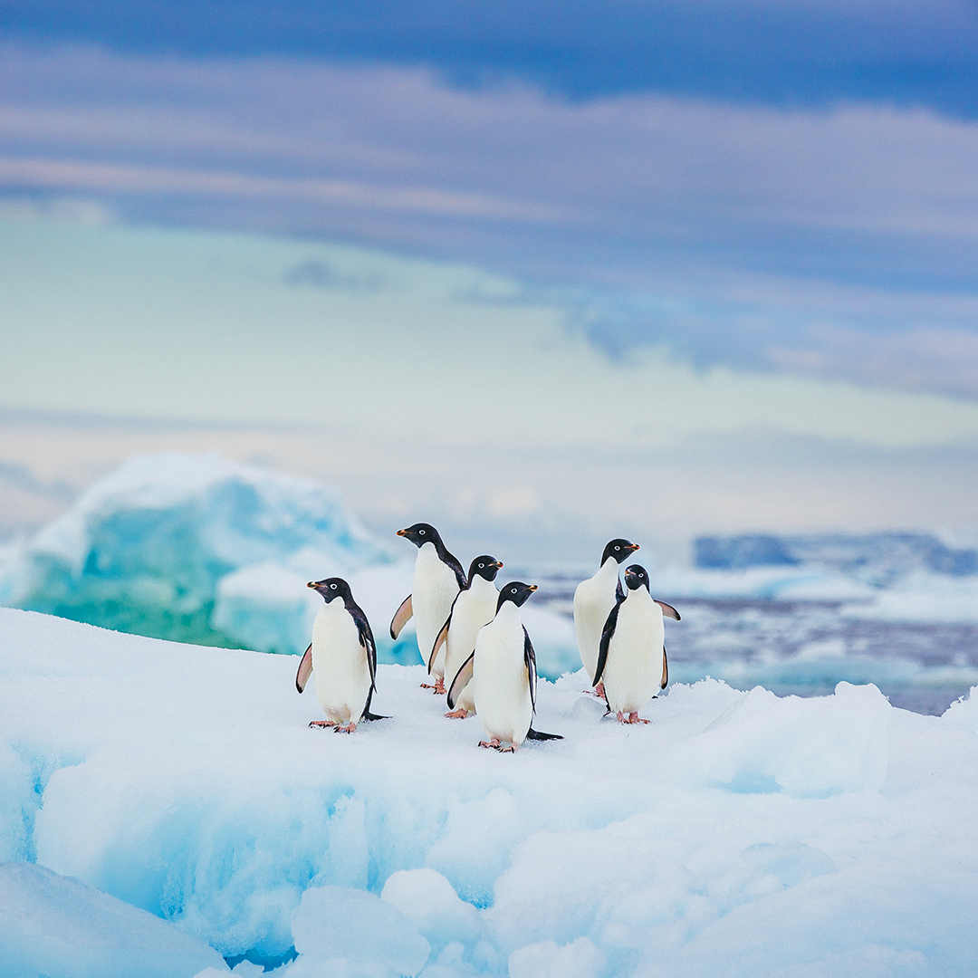 Antarctic Explorer Cruisetour