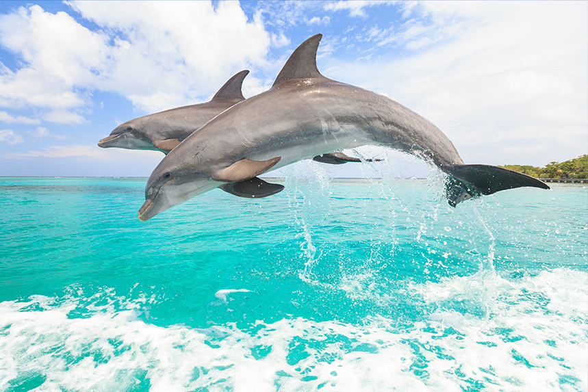 View Luxury Sailings