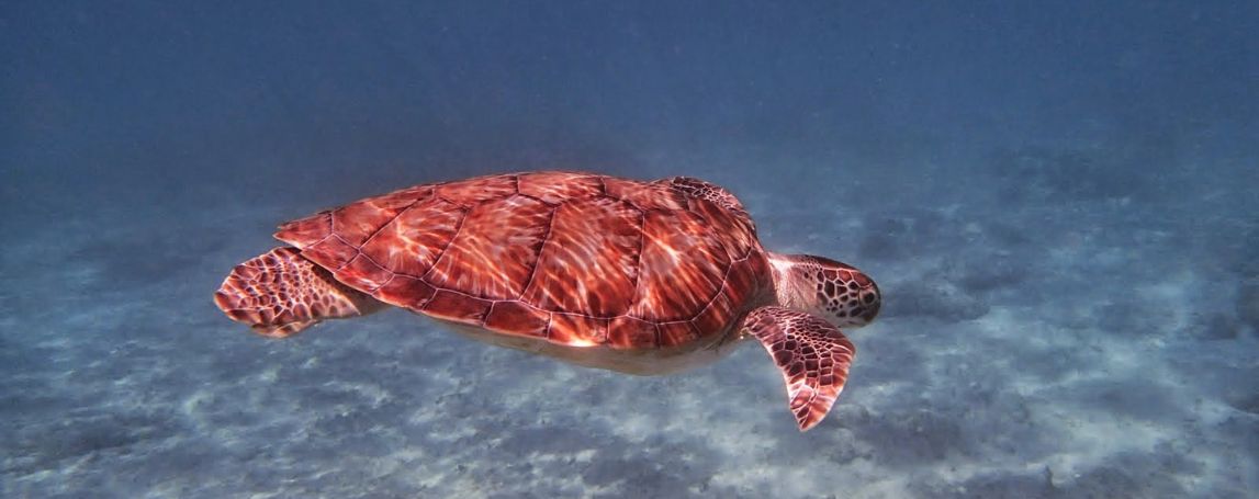 Tortue de mer
