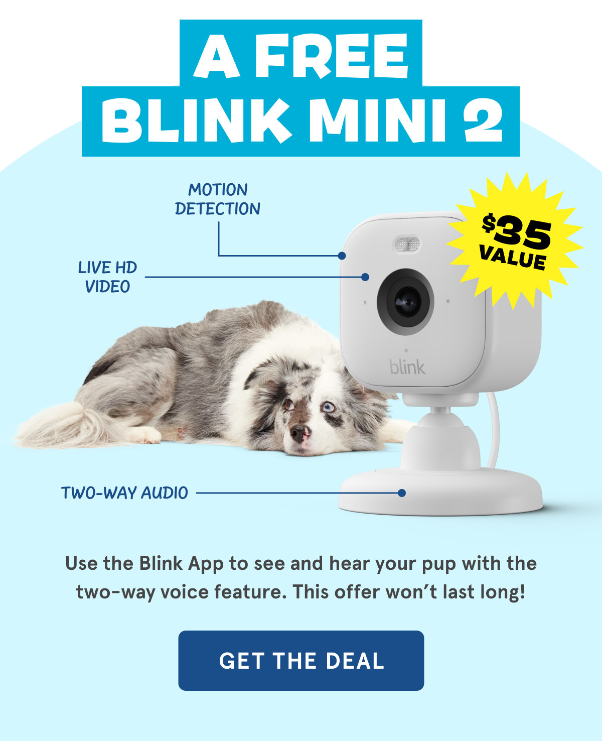 Dogs should be spoiled!