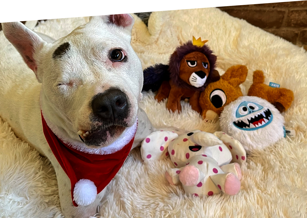 Join BarkBox!