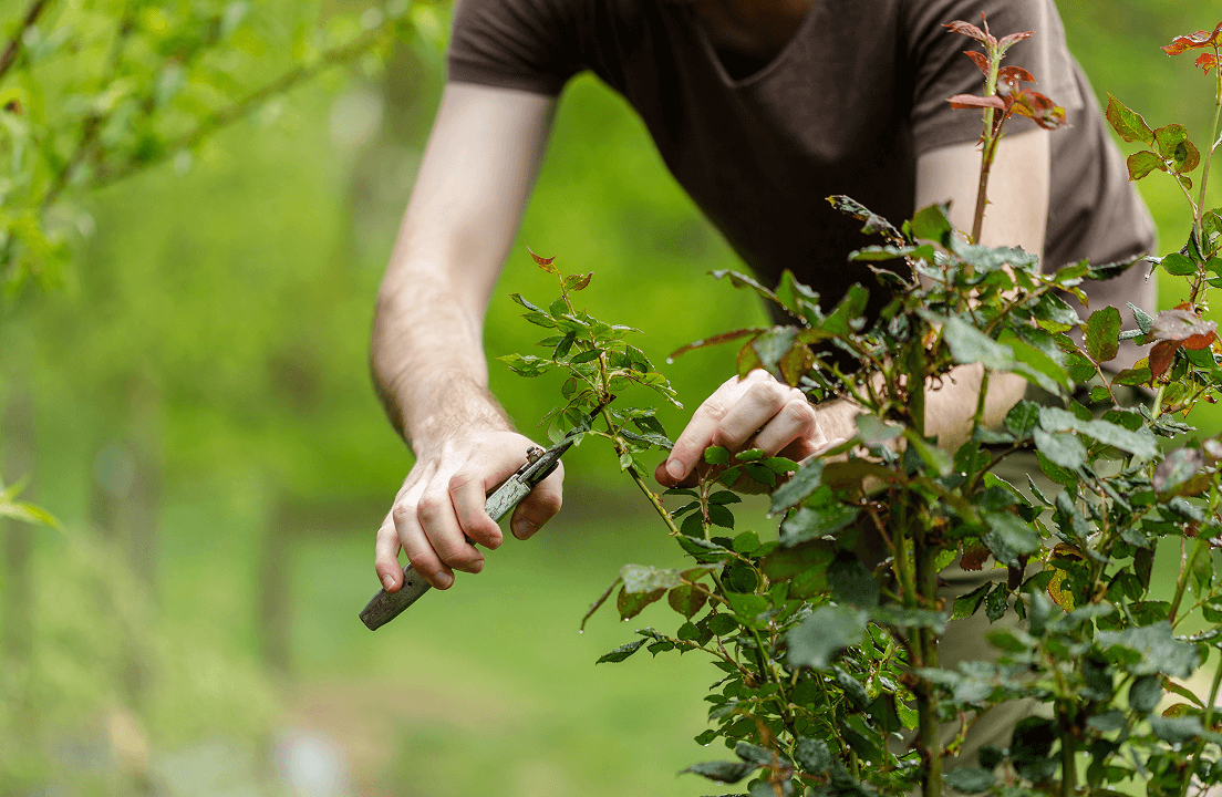 A person pruning an overgrown bush