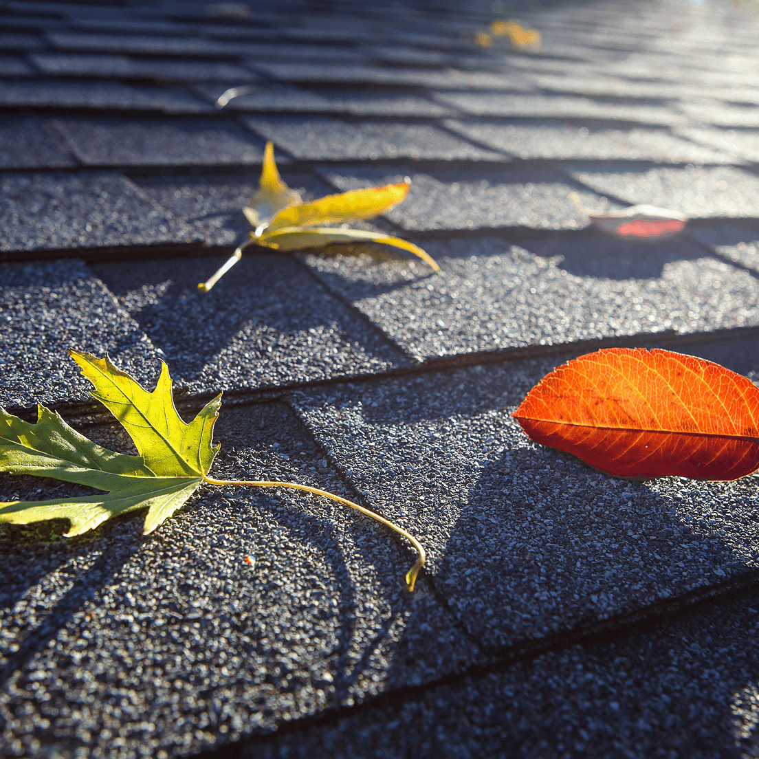 Leaves resting on a residential roof
