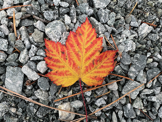 A maple leaf with bright orange and yellow colors on a background of gray rocks.