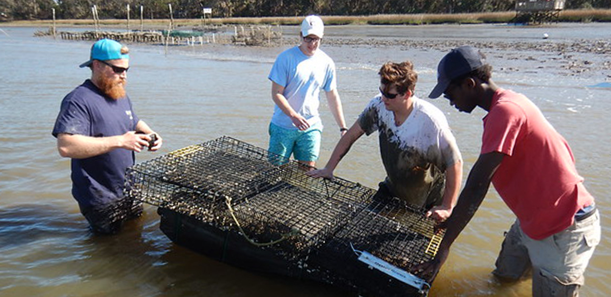 Image: oyster farming