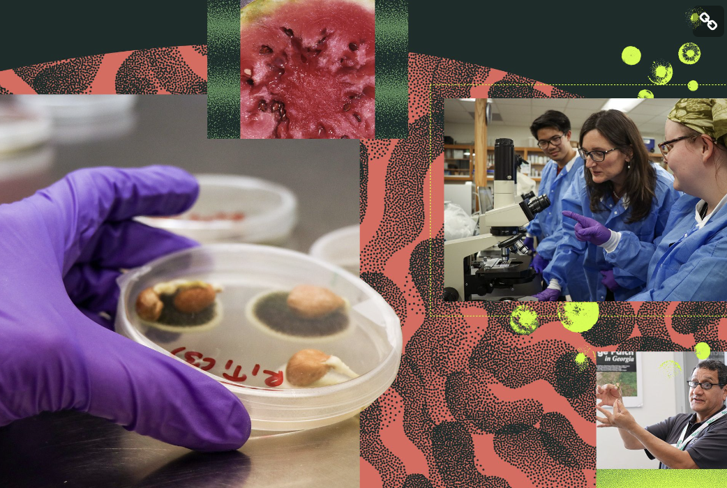 A photo montage of bacteria on a plate, professors working with students in a lab setting, the inside of diseased fruit