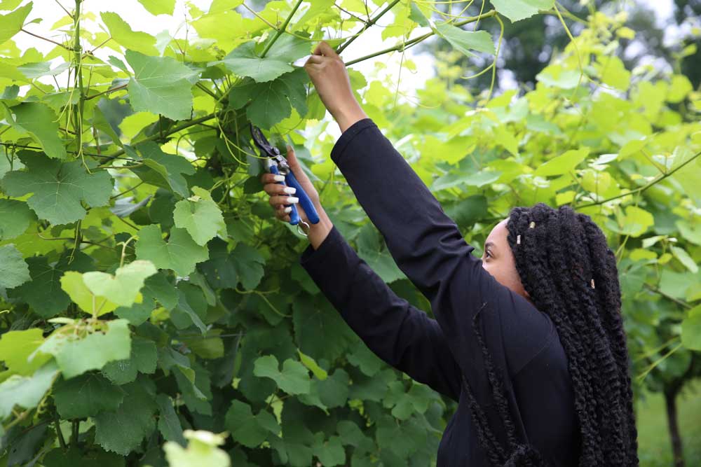 Diamond Clark clipping greenery