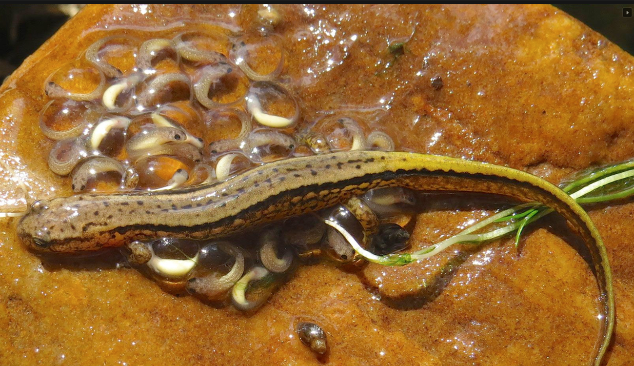 salamander