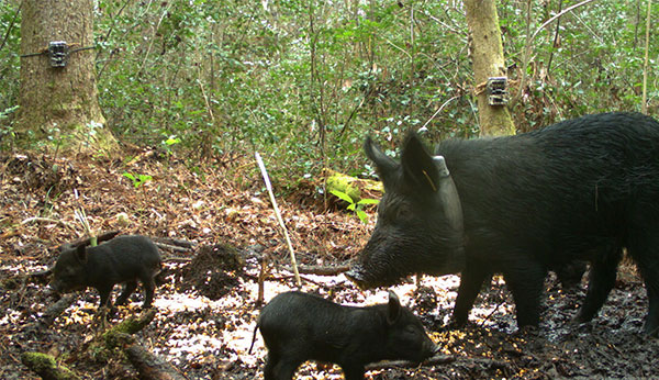 wild pigs