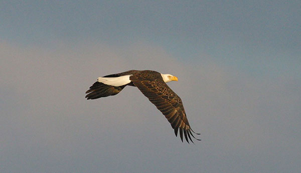 image of a healthy bald eagle soaring through the air